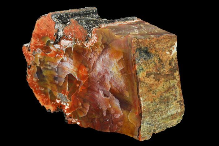 Polished, Rainbow Petrified Wood Section - Arizona #147894